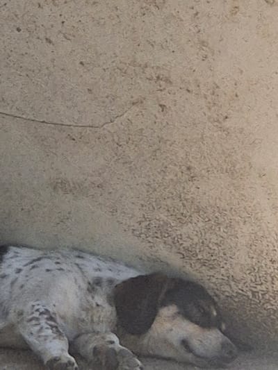 A dalmatian-like dog with white and dark spots is resting against a textured, light-colored wall. The dog's head is turned to the right, partially obscured by its body. The background wall appears to be made of concrete or a similar material, with visible textures and a faint crack. The lighting suggests an outdoor environment, potentially in the city of Unatsite, Bulgaria, though no specific urban landmarks are identifiable. The overall scene depicts a peaceful moment of rest for the animal.