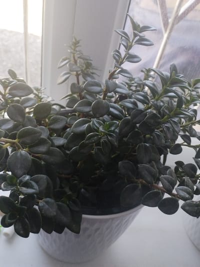 A close-up, eye-level shot shows a potted plant with dark green, glossy leaves. The plant is in a white, textured ceramic pot. The pot is placed on a white surface, likely a windowsill, next to a window with bright, diffused light coming from the left. The background is out of focus, showing the window frame and a hint of the outside environment, suggesting the plant is indoors in Kyrgyzstan, potentially in the city of Социализм, judging by the request. There are no people or animals visible in the image. The overall scene is one of domestic greenery bathed in natural light.