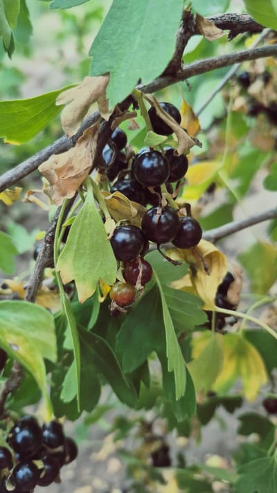 A close-up, vertical shot captures a cluster of ripe black currants hanging from a branch amidst green and yellowing leaves. The currants are round and dark, with some showing a slight reddish hue, indicating varying stages of ripeness. A thin, brown branch extends diagonally through the frame, supporting the berries and foliage. The background is softly blurred, suggesting an outdoor environment, possibly a garden or natural setting. The lighting appears natural, highlighting the textures of the fruit and leaves. The image was taken in Troițcoe, Moldova.