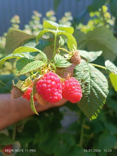 In Vita-Poshtova, Ukraine, a close-up, eye-level shot focuses on a cluster of ripe red raspberries hanging from a plant. Two prominent raspberries are in sharp focus, exhibiting their characteristic drupelets and vibrant color. One raspberry on the left is slightly out of focus, revealing its structure. Several green leaves, some showing signs of wear, surround the fruit. A fuzzy brown raspberry remnant is visible above the cluster. The background is a softly blurred mix of green foliage and a dark blue structure, possibly a fence. A hand is partially visible in the lower left, supporting the raspberry plant. The timestamp "06.07.2026 12:25" is overlaid in the lower right corner, along with "REDMI NOTE 11 PRO" in the lower left. The lighting suggests a sunny day.