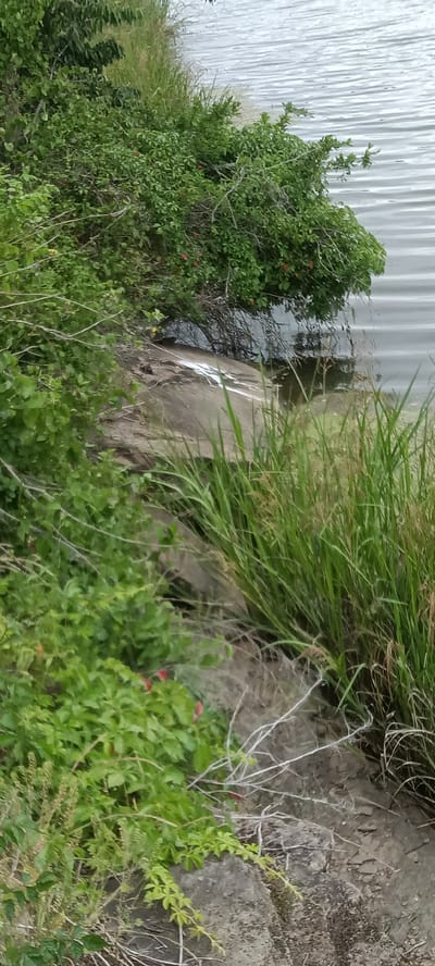 The image depicts a rocky shoreline bordering a body of water. The water surface is rippled. Lush green vegetation, including shrubs and tall grasses, covers the rocks and extends to the water's edge. Some of the shrubs have red berries. A few thin, bare branches are also visible among the greenery. The location is likely a natural area, but the exact location in Clarksville, United States cannot be determined from the image alone.