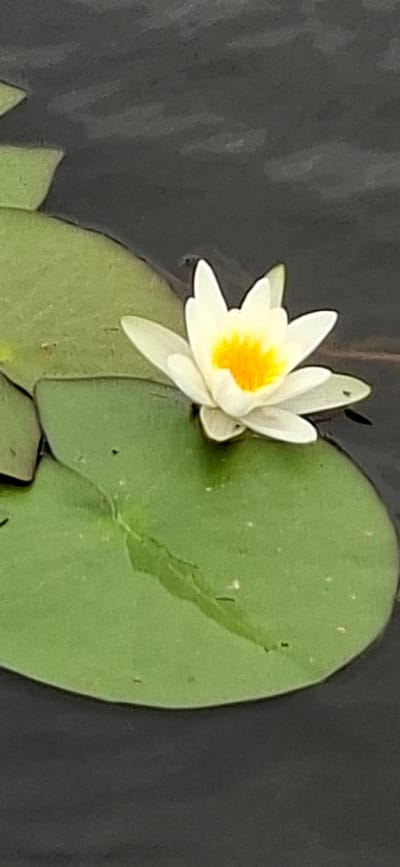 A white water lily with a yellow center is floating on dark water. It rests on a large, green lily pad, with other lily pads visible in the background. The image is taken in Kohatu, Estonia, where water lilies are a common sight in ponds and lakes during the warmer months.