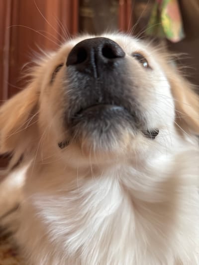 This close-up, low-angle shot captures the face of a light-colored dog, likely a golden retriever or similar breed. The dog's head is tilted, with its nose and one eye prominently in focus. Its black nose is wet and shiny, and its eye, a dark brown, reflects a hint of light. The dog has soft, fluffy fur that transitions from a creamy white on its face to a warmer beige further back. A few long, thin whiskers are visible fanning out from its muzzle.
The background is softly blurred, showing hints of a wooden surface in a warm, brown tone, possibly a floor or furniture. In the upper left corner, a colorful, out-of-focus object with shades of green and pink is visible. The lighting suggests it might be daytime, with natural light illuminating the dog's face. The dog's expression appears relaxed and content. There is no visible text in the image. The overall impression is an intimate and endearing portrait of a pet.