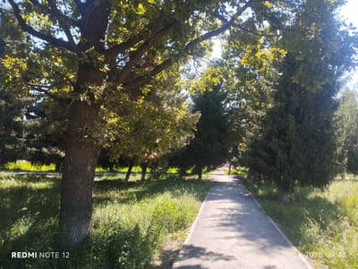 This is a daytime, eye-level outdoor shot of a paved pathway winding through a park or green space. The pathway is bordered by lush green grass and a variety of trees, including a large oak with a textured bark in the foreground on the left, and several evergreen trees along the right side of the path. Sunlight filters through the leaves of the trees, casting dappled shadows on the pathway and the grass. The scene appears peaceful and serene, with no people or animals visible. The time of day is evident from the bright sunlight and the long shadows, suggesting it is likely late morning or early afternoon. The lush greenery and the presence of mature trees indicate a warm season, likely summer. The "RE DMI NOTE 12" text in the bottom left corner is a device watermark, and the "26.06.2026 09:43" in the bottom right corner is a date and time stamp. The overall impression is one of a tranquil natural setting, ideal for a leisurely walk or enjoying the outdoors.