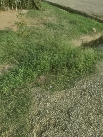 The image shows a patch of grass and dirt in an outdoor environment. In the background, there is some sort of camouflage netting draped over what appears to be structures. A small sapling is growing in the dirt area. The ground transitions from dirt to grass, and then to a gravelly surface. There is no indication of people, actions, or interactions in the image. The scene appears to be a natural or semi-natural outdoor area, possibly in a rural or undeveloped part of Majemu, Nigeria.