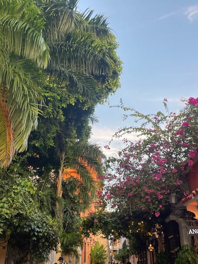 A vibrant, angled perspective showcases a lush scene. Palm fronds and various green foliage dominate the lower and left areas of the image, contrasted by a bright, blue sky overhead. Vivid pink bougainvillea cascades from the top right, intertwined with building structures. The lighting suggests daytime, possibly late afternoon.