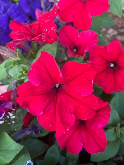 This media file is a close-up, eye-level shot of several vibrant red petunias in bloom. The flowers are the sole subjects, with their ruffled petals and dark centers filling most of the frame. Some of the petals have small, shimmering water droplets on them, suggesting recent rain or dew. The background is a soft blur of green leaves and hints of other flower colors, including purple and perhaps some darker pink or red hues. The lighting appears to be natural daylight, casting a soft illumination on the flowers. There is no text visible in the image. The overall impression is one of natural beauty and the freshness of a garden after a light watering. The setting is likely an outdoor garden or planter, given the presence of multiple flowers and foliage. The time of day is not definitively indicated, but the soft light suggests it could be morning or late afternoon. There are no people or man-made objects other than the implied planter. The scene evokes a feeling of tranquility and the simple beauty of nature.