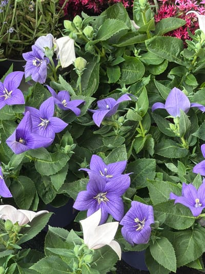 The image shows a close-up, eye-level view of several Balloon Flowers (Platycodon grandiflorus) in bloom, with a variety of colors including deep purple, lavender, and white. The flowers are star-shaped with five pointed petals and prominent stamens. Green, ovate leaves with serrated edges surround the flowers, creating a dense foliage. In the background, hints of other plants, possibly lavender and a dark pink flower, are visible. The scene appears to be a garden or a plant nursery. Without further information, the specific location within Witten, Germany cannot be determined.