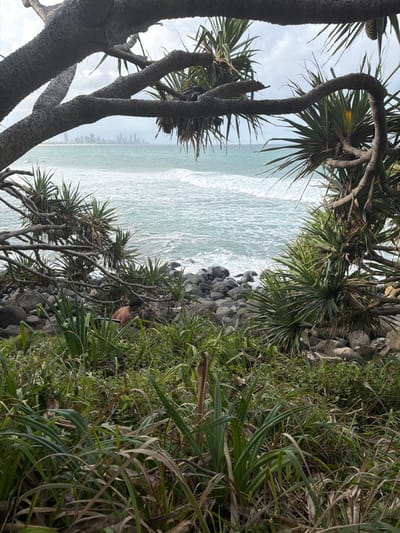 The image captures a coastal view from Burleigh Heads, Queensland, Australia, looking north towards the distant Surfers Paradise skyline.

In the immediate foreground, dense green and brownish-green coastal vegetation, including grasses and pandanus plants with their distinctive long, strap-like leaves, occupies the lower half of the frame. Thick, gnarled branches with textured bark, likely from a large pandanus tree, arch across the top and down the left and right sides, framing the central view of the ocean.

A shirtless individual, with dark hair and wearing dark shorts, is partially visible in the lower-middle left, positioned within the vegetation near the shoreline. The person is bent forward, appearing to interact with the ground or rocks.

Beyond the vegetation, a rocky shoreline is present, composed of numerous grey and dark-grey rounded boulders. The midground features the ocean, displaying light blue-green water with white breaking waves, indicating active surf conditions. Several small, dark figures, consistent with surfers, are discernible in the water to the left of the distant cityscape.

On the distant horizon, a prominent skyline of multiple high-rise buildings, characteristic of Surfers Paradise, is clearly visible. The sky above is overcast with light grey clouds.