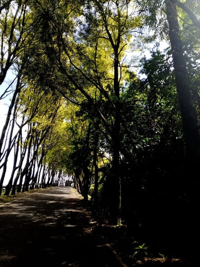 A long, dark asphalt road stretches into the distance, flanked by rows of slender trees with yellowing leaves that create a canopy overhead. Shadows dapple the road surface, contrasting with brighter patches near the end. Lush green foliage and darker tree trunks line the right side of the road, adding depth and texture to the scene. The sky peeks through the leaves, providing a hint of light.