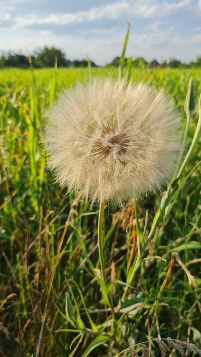 A close-up shot shows a large, fluffy dandelion seed head in a field of tall green grass. The seed head is the primary subject, dominating the center of the frame. Its feathery white filaments are softly blurred, creating a sense of delicate movement. Behind the dandelion, the background transitions into a blurry expanse of green grass and hints of a blue sky with white clouds, suggesting an outdoor setting. The lighting appears to be natural daylight, possibly late afternoon given the warm tones in the grass and the angle of light. The overall mood is peaceful and natural, highlighting the intricate beauty of the dandelion and its surrounding environment. No people are visible, and no text is present in the image. The location is identified as Salhany, Ukraine.