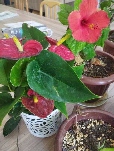 The image shows a close-up view of several potted plants on a wooden surface, likely a table. In the foreground, there are several dark red anthurium flowers with yellow spadices, interspersed with large, glossy green leaves. To the right, a bright pink hibiscus flower with yellow stamens is in full bloom, surrounded by its own green foliage. The plants are in brown plastic pots, and one anthurium is in a white decorative pot with a cut-out pattern. In the background, a blurred view of chairs and papers on the table suggests an indoor setting, possibly a home or office. One of the potted plants has dried leaves. There is no visible indication of the time of day or weather conditions. The image is well-lit, and the focus is on the vibrant colors and textures of the plants. There is some text visible on the white pot, which appears to be a brand name or product information, but it is too blurry to read clearly. The general impression is one of a still life arrangement of healthy and decorative houseplants. The location context provided, Zarafshan, Uzbekistan, is not visually inferable from the image itself.