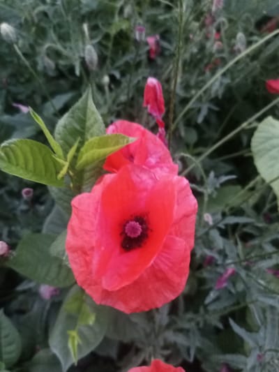 A close-up, slightly out-of-focus photograph shows a vibrant red poppy flower in bloom, centered in the frame. The poppy has delicate, crinkled petals and a dark, almost black center with visible stamens. To the left of the main poppy, two green leaves emerge from a stem, angled upwards. The background is a blur of green foliage, with hints of other poppy buds and some pinkish-red petals visible, suggesting a garden or natural setting. The overall impression is of a lush, natural environment. The image does not contain any people or any identifiable landmarks that would indicate a specific location within Yampil, Ukraine.