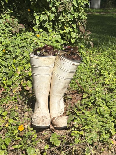 The scene shows two tall, off-white rubber boots repurposed as planters, standing on earthen ground in the Sdot Negev Regional Council, Israel. Each boot contains a dark plastic pot holding a small plant with dark, reddish-brown foliage. The boots are visibly soiled with dirt and grime, particularly on their lower sections and soles. They are positioned on reddish-brown earth interspersed with green groundcover plants and several scattered small orange-yellow flowers. A dense wall of vibrant green foliage, likely a hedge or overgrown vegetation, forms the background. Direct sunlight illuminates the scene, casting shadows. A partial view of a grey, cylindrical object is discernible behind the foliage in the upper right background.