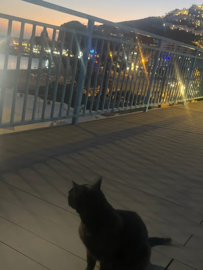 A cat stands on a wooden deck at night. Beyond the deck is a blue metal railing. On the other side of the railing is a nighttime cityscape in Puerto Rico, Spain. The sky has hints of sunset.