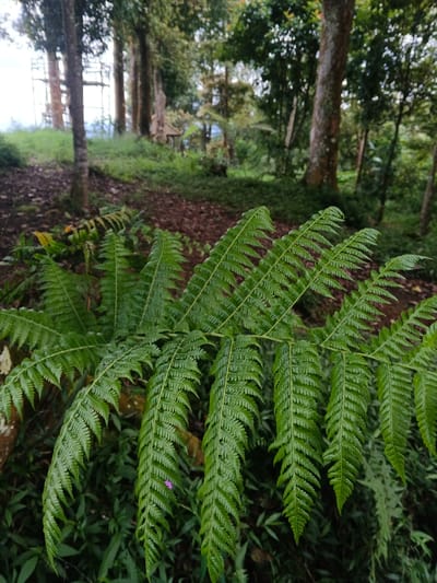 A close-up photograph captures a vibrant green fern in the foreground, its intricately dissected fronds sharply in focus and dominating the lower half of the frame. The background is softly blurred, creating a shallow depth of field that emphasizes the fern.

Behind the prominent fern, a forest scene unfolds. Tall, verdant trees with varying trunk thicknesses rise into the hazy distance, their canopies forming a dense green backdrop. The forest floor is covered with a mix of dark soil, fallen leaves, and smaller patches of green undergrowth and grass.

In the far left background, partially obscured by trees, a light-colored, scaffolding-like structure, possibly a wooden or metal tower, is visible. Towards the mid-right background, nestled deeper within the foliage, a small, dark, boxy structure, potentially a hut or shed, can be discerned. The overall lighting suggests a daytime setting, possibly under a canopy or on an overcast day, lending a tranquil atmosphere to the natural environment. A tiny purple flower is subtly visible on one of the fern's fronds. The scene depicts a lush natural landscape within São José do Xingu, Brazil. No text is visible in the image.