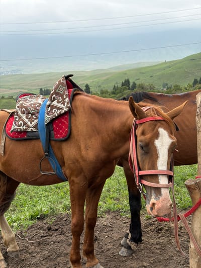 This media file shows a close-up of a brown horse standing outdoors. The horse is wearing a bridle with red and white accents and a saddle pad with a red and patterned fabric. The horse's head is lowered, and its eyes are partially closed, suggesting it might be resting or tired. The background features a lush green hillside with some trees and a hazy, overcast sky. Power lines are visible in the distance. The ground beneath the horse is a mix of mud and grass. The image appears to be taken during the daytime, with soft, diffused light indicating possibly cloudy weather. The scene suggests a rural or mountainous location, consistent with the provided location context of Kaindy, Kyrgyzstan, known for its natural landscapes and opportunities for horse riding. No text is visible in the image.