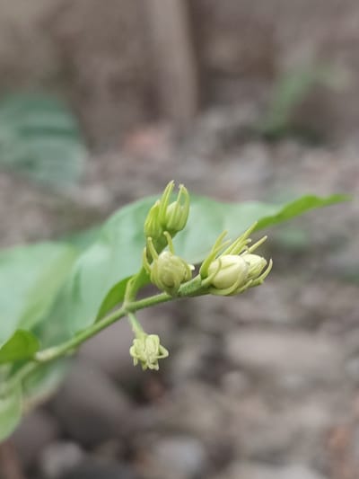 The image shows a close-up of a stem with several green flower buds. One bud is in the foreground, slightly to the left, and appears to be the smallest. To its right and slightly higher are two larger buds, with thin, pointed green sepals extending outwards. Further to the right and slightly behind these, another bud is visible. A blurred green leaf is present in the background, to the left of the stem. The background is a soft, out-of-focus blur of muted grey and brown tones, suggesting a natural outdoor setting. There are no people or visible animals in the image. The scene appears to be a detailed capture of plant growth, possibly in a garden or natural area within the city of Blang Cut, Indonesia.