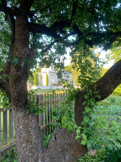 The image depicts a close-up view of the trunk and branches of a mature tree, primarily focusing on its textured bark and lush green foliage. Through the branches and leaves, a building with a white facade and a steeple is visible in the background, suggesting it is a church or similar structure. A wooden fence runs horizontally across the mid-ground, separating the foreground trees from the building and a garden area with various green plants. The setting appears to be rural, consistent with the provided location of Орлеўскі сельскі Савет, Belarus. The lighting indicates it is daytime, with sunlight filtering through the leaves. There are no people visible in the image.