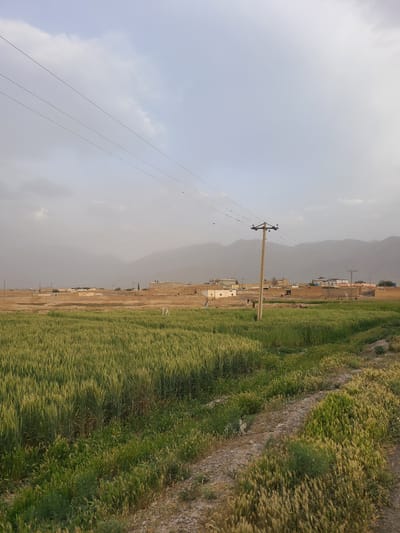 The image shows a rural area in Unknown, Pakistan, with a field of green wheat or barley on the right. A dirt road runs along the edge of the field. A row of buildings stretches out in the center of the image. A wooden utility pole stands in the foreground with power lines extending to the left. Mountains are in the background, obscured by haze or dust. The sky is overcast. There are some birds on the wire.