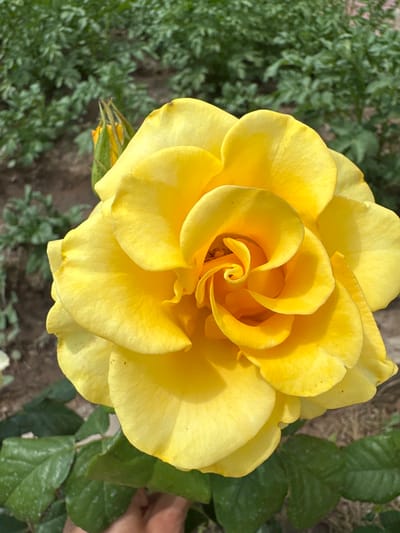 A close-up, eye-level shot captures a vibrant yellow rose in full bloom, its petals unfurling in a spiral pattern. The rose is the primary subject, positioned slightly off-center to the right. Behind the rose, out-of-focus green foliage suggests a garden setting. To the left of the rose, a green rose bud, partially opened with hints of orange, is visible. The background consists of blurred green plants and brown soil. A hand, likely belonging to the photographer, is partially visible at the bottom right corner, reaching towards the lower leaves of the rose plant. The scene is well-lit by natural sunlight, casting soft shadows on the petals. The image was taken outdoors in an environment that appears to be a cultivated garden. No specific landmarks of Қосшы, Kazakhstan are identifiable within the frame.