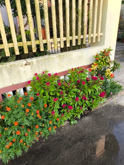 The image depicts an outdoor scene featuring a landscaped garden area adjacent to a paved surface, located in Thành phố Quảng Ngãi, Vietnam. The lower right portion of the frame displays a dark, wet concrete or asphalt ground. Bordering this surface is a cultivated garden bed containing various flowering plants. On the left, a dense cluster of green-leafed plants bears numerous small, round orange flowers. In the center and extending to the right, vibrant fuchsia-colored, crest-shaped flowers are prominent on green-stemmed plants. To the far right of the garden bed, a smaller plant with orange and yellow flowers is visible alongside thin green, grass-like vegetation. The garden bed is contained by a low, light-colored concrete barrier, approximately one-third of the frame's height, which exhibits weathering, discoloration, and minor surface imperfections. Above this concrete barrier, a light-colored wooden fence, constructed with vertical slats and horizontal cross-members, extends across the upper half of the frame. The wooden fence components display signs of aging, including a greenish tint in localized areas. Behind the fence, partially obscured by its structure, additional green foliage and a glimpse of a reddish-orange building or wall are discernible. No people are visible in the scene.
