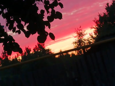 A silhouette of tree branches with leaves hangs in the foreground against a vibrant pink and orange sunset sky. The sky is filled with streaks of color, indicating clouds. In the background, a dark silhouette of a line of trees and a fence is visible. The scene appears to be outdoors, possibly in a rural or suburban setting. The location is identified as Shestunikha, Russia. There are no people or discernible actions depicted in the image.