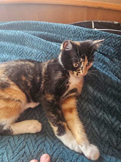 A tortoiseshell kitten lies on a textured blue blanket, with a portion of a human finger visible in the bottom left corner. The kitten has a mix of black, orange, and white fur and is looking to its right. The background consists of a wooden surface and a dark blanket. The scene is indoors. There is no information about the city of Dūkštas, Lithuania, or any of its locations.