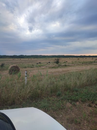 A wide shot captures a field with hay bales and several wild boars under a cloudy sky. In the foreground, the hood of a white vehicle is visible. The field is mostly dry grass with some taller green vegetation in the foreground. Several round hay bales are scattered across the field, with a cluster of wild boars grazing near the center of the frame. A line of trees forms the horizon in the background. The sky is filled with dramatic, dark clouds, with a hint of orange light suggesting either sunrise or sunset on the far right. This scene appears to be in or around the village of Тоннельный, Russia, a location known for its rural landscapes and proximity to natural environments.