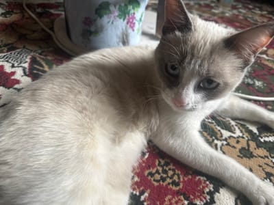 An upside-down cat with grey and white fur and blue eyes looks directly at the camera. The cat is lying on a colorful rug with a floral-patterned bowl or dish beneath it. The cat's body stretches towards the top of the frame, while its head is near the bottom. The lighting is natural and slightly diffused.