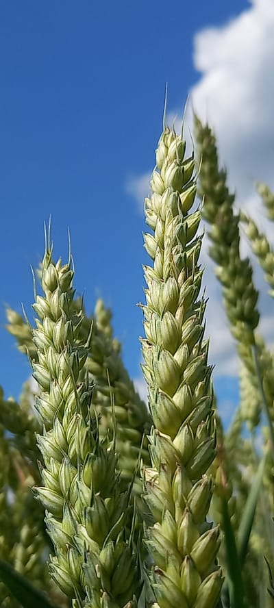 The image is a close-up, low-angle shot of developing wheat stalks against a bright blue sky with scattered white clouds. The wheat is green and appears to be in its early stages of growth, with visible grains forming within the husks. The focus is sharp on the central stalks, with other stalks slightly blurred in the background, creating a sense of depth. The scene is outdoors and suggests a rural or agricultural setting. The image does not contain any identifiable landmarks or specific details that would allow for precise localization within Zolota Poliana, Ukraine.