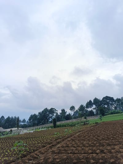 This image depicts an agricultural landscape in São Félix do Xingu, Brazil, under an overcast sky. The upper two-thirds of the frame are dominated by light grey, cloudy conditions. The foreground and mid-ground feature cultivated fields. The immediate foreground on the right displays dark brown, tilled soil. To the left and extending into the mid-ground, a field is populated with numerous small, green crop sprouts arranged in distinct rows. Further back, near the tree line on the right, there is a section of lighter green cultivated vegetation. A dense line of dark green trees, appearing as a mix of coniferous and broadleaf species, forms the horizon, suggesting a rising slope. On the far left, partially obscured by trees, a structure with a light-colored roof and walls is visible. Several arched, light-colored structures, possibly greenhouses or nursery frames, are present in the mid-ground behind the young crops. Wooden stakes or trellises are also visible in the background agricultural areas. No individuals, animals, explicit actions, or interactions are present in the scene. The lighting is diffuse, consistent with an overcast day.