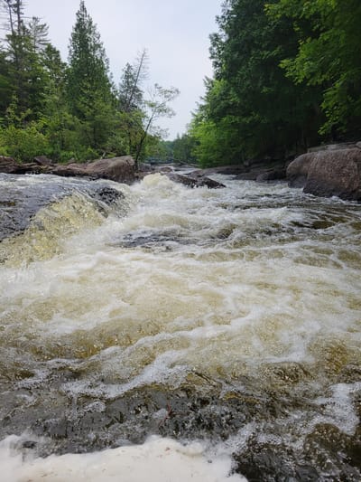 The image captures a fast-flowing river amidst a dense forest, with large rocks lining the banks. The water is a murky yellow-brown, churning with white foam as it cascades over submerged obstacles. Tall evergreen trees and deciduous trees with lush green foliage form a thick canopy along both sides of the river, with some trees leaning precariously over the water. In the distance, a green pedestrian bridge spans the river, hinting at a connection or pathway within the natural landscape. The sky appears overcast, suggesting a cool or temperate climate. The scene is likely located in a natural park or wilderness area, possibly near a hiking trail or recreational spot. The photo's perspective is low, placing the viewer at river level, immersed in the dynamic movement of the water. There are no people visible in the image.