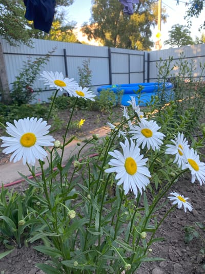 The image shows a garden scene with several white daisies in the foreground. The daisies have yellow centers and are in various stages of bloom. Some have fully opened petals, while others are still in bud form. The flowers are growing in dark soil. In the background, there is a blue inflatable pool, a metal fence, and trees. A dark blue garment is hanging from a clothesline in the upper left corner of the image. The scene appears to be in an outdoor setting, likely a backyard. The location is specified as the city of Romny, Ukraine. The lighting suggests it is daytime, possibly late afternoon due to the warm tones.