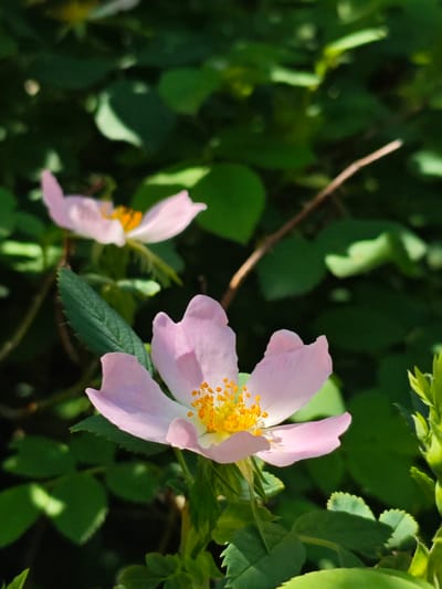 The image shows a close-up of two light pink flowers with yellow centers, possibly wild roses, set against a backdrop of green foliage. The flowers are in focus, with the one in the foreground being more prominent. The background foliage appears to be a variety of green leaves with varying shades and highlights. There is no explicit information indicating this scene is in the city of Svobody, Russia, or any people present.