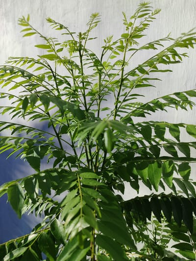 A curry leaf plant is shown against a white wall and blue sky. The plant has numerous green leaves and thin branches. The leaves are pointed and elongated, with some curling. The sunlight casts shadows on the leaves and the wall. The image is taken from a low angle looking up at the plant. The location is identified as Lancokpanteara, Indonesia.