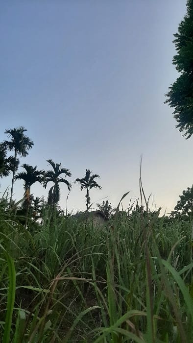The image depicts an outdoor landscape in Cempeudak, Indonesia, under a clear sky that transitions from light blue at the top to a paler hue towards the horizon. The foreground, occupying approximately two-thirds of the frame, is filled with dense, tall herbaceous vegetation, primarily green with some reddish-brown blades. In the midground, multiple palm trees with dark, slender trunks and fronds are silhouetted against the sky. A structure, likely a residential building, with a visible roofline is partially visible in the background, obscured by vegetation and palm trees. The upper right corner shows a portion of a tree with dark green foliage. No individuals, animals, specific actions, or interactions are visible. The lighting suggests either early morning or late afternoon conditions.