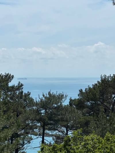 The image depicts a scenic view of the Black Sea from the vicinity of Dzhankhot, Russia. In the distance, a large cargo ship is visible on the calm, blue water, under a sky with scattered white clouds. The foreground and middle ground are dominated by lush green pine trees and other foliage, characteristic of the coastal landscape. The scene is tranquil and natural, with no people or specific human activities evident.