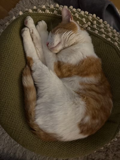 A sleeping cat, orange and white in color, is curled up in a round, green cushion. The cushion has a textured, knotted border. The location is in the city of New Forest, United Kingdom. A dark gray slipper is partially visible in the upper left corner. A cream-colored rug is visible in the lower right and upper left corners of the image. The cat's eyes are closed and its paws are tucked under its body.