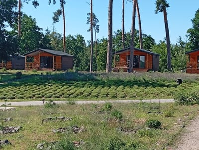 The image shows a row of wooden cabins situated in a rural area with trees and cultivated fields. The cabins are small, with dark roofs and wooden exteriors. They appear to be vacation rentals or part of a campground. In the foreground, there are rows of low-lying green plants, possibly lavender, planted in a field. The background is dominated by tall trees, suggesting a forest or park-like setting. The sky is clear and blue. The location is identified as Sokyrna, Ukraine. There are no people visible in the image.