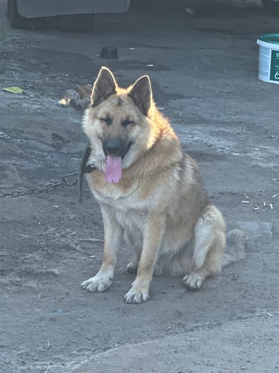 A medium shot, captured in portrait orientation, shows a tan and brown dog lying on its side on a dirt surface. The dog's head is turned towards the camera, and its mouth is open with its pink tongue clearly visible. Sunlight illuminates the dog from the side, highlighting its fur and casting shadows. The dog appears to be wearing a dark-colored collar with a chain attached. In the background, a portion of a white and blue container is visible in the upper left corner, with some text on it that includes the letter "S" and the number "6". The ground is composed of dirt and small debris. The overall scene suggests an outdoor setting, possibly a yard or a rural area in Tobyl, Kazakhstan. The time of day appears to be daytime, judging by the strong sunlight and shadows.