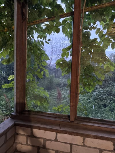 The image provides a view through a weathered wooden window frame, looking outwards at a garden during rainfall. Green leaves from an overhanging vine, possibly a grape vine, frame the scene, with some leaves appearing wet and heavy with water droplets. The rain is visible as streaks against the slightly hazy background. Beyond the immediate foliage, a dense green garden is visible, with trees and shrubs creating a textured landscape. The sky appears overcast, typical of rainy weather. The interior of the structure from which the photo is taken is partially visible, showing a rough, light-colored brick wall and a wooden windowsill. The overall impression is one of a rustic, natural setting experiencing a downpour.