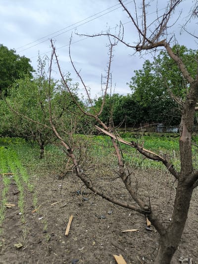 An outdoor scene in Pysarivka, Ukraine, depicts a rural or garden setting under an overcast sky. In the foreground, dark, tilled earth is visible, with distinct rows of young, green plant sprouts growing on the left side. Scattered wooden splinters and other dark debris litter the bare ground. A prominent deciduous tree stands on the right side of the midground, characterized by dark bark and numerous bare, gnarled branches. One significant branch on the upper right of this tree is clearly broken and splintered, with the fractured wood visible. Behind it, to the left, another smaller, multi-stemmed tree or large shrub appears with sparse foliage. In the background, a dense expanse of mature green trees forms the horizon. Faint, dark power lines are visible stretching horizontally across the upper left quadrant of the sky. No individuals or animals are present in the scene.