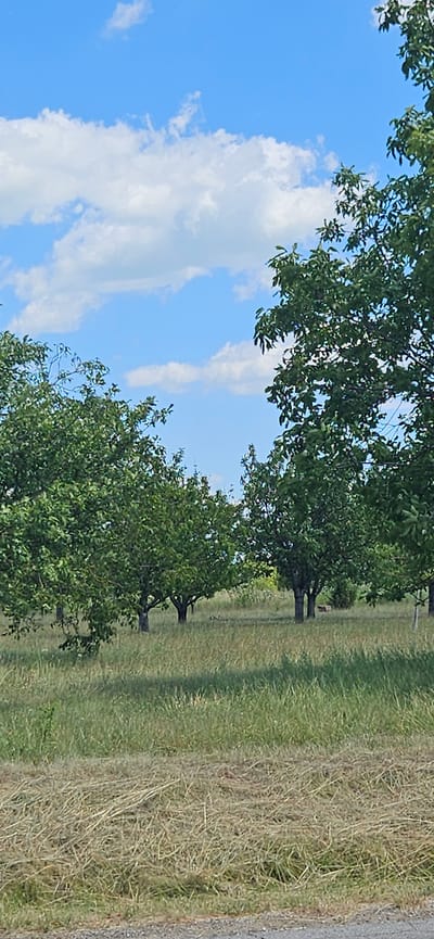 A vertical, low-angle outdoor medium shot shows a grove of walnut trees under a bright blue sky with scattered white clouds. The trees are positioned in rows, with their dense green foliage filling much of the frame. The ground is covered in dry, mown grass and taller green grass. In the far distance, there is a patch of blurred yellowish greenery. The foreground shows a patch of dry hay and a strip of gravel.