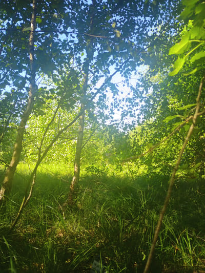 The image depicts a dense forest scene with a focus on the interplay of light and shadow filtering through the leaves of trees. The foreground is dominated by tall, green grass and the lower trunks of several trees. The midground and background are a lush expanse of foliage, with the bright sky visible through the canopy. The lighting suggests a sunny day, possibly late afternoon, given the warm tones and the way light dapples through the leaves. The specific location in Verkhnia Yablunka, Ukraine, indicates a natural, outdoor setting. There are no people or visible animals in the frame. The overall impression is one of natural, untamed greenery.