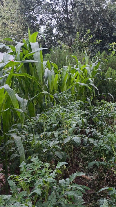 The image depicts a garden plot in Пистамазор, Tajikistan, featuring a dense arrangement of several crops. Dominating the left and mid-ground are tall, broad-leafed corn stalks, their vibrant green leaves reaching upwards. Interspersed and slightly lower in height are plants with a more bushy growth habit and smaller, serrated leaves, which appear to be tomato plants, evidenced by the small yellow flowers visible on some of them. The ground between the plants is visible in places, appearing as dark soil with some dry leaves and debris. In the background, mature trees with dense foliage form a natural backdrop, suggesting a rural or semi-rural setting. The lighting suggests an overcast or shaded environment, with diffused light. There are no people or animals present in the scene.