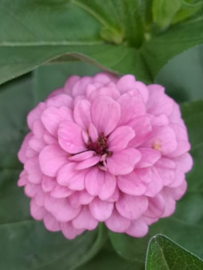 A close-up, top-down view of a single, fully bloomed pink zinnia flower is captured against a blurred green background of leaves. The flower's petals are tightly layered and radiate outwards from a dark brown center. The image is taken in an outdoor environment, likely a garden, with soft natural lighting.