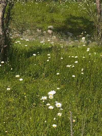 This media file captures a natural outdoor scene in Kashka-Suu, Kyrgyzstan. The primary subjects are a field of white daisies interspersed with lush green grass. The foreground is dominated by a dense growth of grass with numerous daisies, some in full bloom and others as buds. A large tree trunk is visible on the left side, its bark textured and aged. In the background, the field continues with more daisies and grass, leading to an area with scattered rocks and some sparse shrubbery. The overall impression is one of a bright, sunny day, as indicated by the clear lighting and the vibrant colors of the vegetation. The abundance of flowers suggests a spring or summer season. The setting appears to be a meadow or a natural hillside. There are no visible people, objects other than the natural elements, or any text. The scene conveys a sense of tranquility and the beauty of unspoiled nature.
