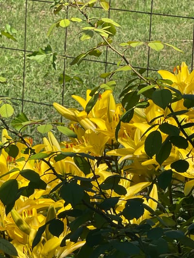 This is an outdoor, eye-level, medium shot of a cluster of bright yellow lilies partially obscured by dark green leaves and branches of a rose bush. The lilies are in full bloom, with their petals unfurled and stamens visible. Behind the flowers and leaves, a black metal grid fence runs horizontally across the image. Beyond the fence, a background of green grass is visible, bathed in sunlight. The scene appears to be a garden or yard in a rural or suburban setting. No people are present in the image. The lighting suggests it is daytime, likely morning or afternoon, with the sun casting shadows and highlighting the vibrant colors of the flowers. The image does not provide any specific information about its location within Tatariskaya Kargala, Russia.