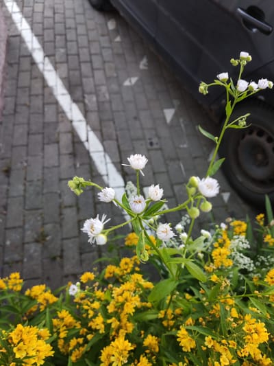This media file is a close-up, eye-level shot of small white flowers blooming in the foreground, with a backdrop of cobblestone paving and a dark-colored car. The white flowers are delicate with numerous thin petals and a yellow center, some still in bud form. They are on green stems, some bending over the abundant yellow flowers that fill the lower part of the frame.
The scene appears to be outdoors, likely a street or parking area, given the cobblestone ground and the presence of a car. A white line, possibly a parking space marker, is visible on the cobblestones in the upper left quadrant. The car, a dark sedan, is partially visible on the right side, with its wheel and a portion of the door in view. The lighting suggests it is daytime, possibly overcast or late afternoon, as there are no strong shadows and the light is diffused. The yellow flowers are dense and form a vibrant band across the bottom of the image, creating a contrast with the white flowers and the muted tones of the paving and car. There are no people visible. The overall impression is a glimpse of nature persisting in an urban or semi-urban environment.